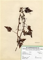 藏品(鱗葉陰石蕨)的圖片